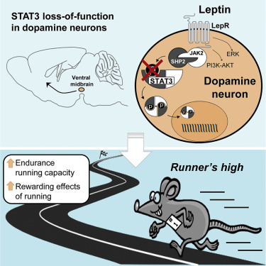 Source: Fernanda et al. Cell Metabolism